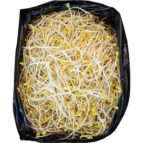 Pousse de soja frais 340g