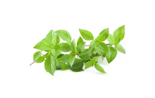 Fresh Basilic/Basilique Frais