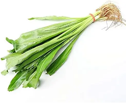 Thai Parsley/ persil Thai/Ngo gai